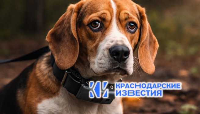 Ответы на вопросы для газеты «Краснодарские известия» про электрические ошейники